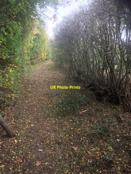 Photo 6"x4" The bridleway is covered in hawthorn from chain flailing of hedge Great Houghton\/SE4306 c2016