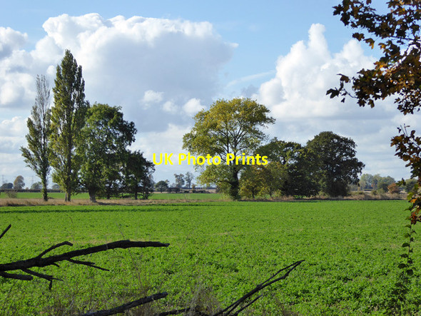 Photo 6"x4" Varied trees near Tillingham Tillingham c2016