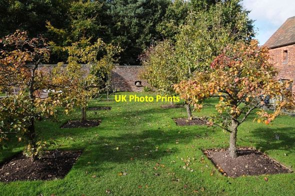 Photo 6"x4" Worcester Black Pear trees Bushbury\/SJ9203 c2016