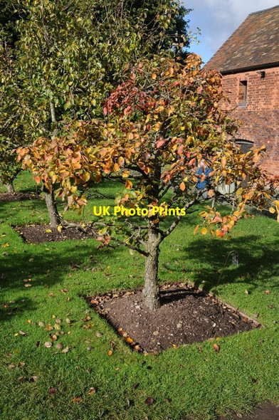 Photo 6"x4" Worcester Black Pear tree Bushbury\/SJ9203 c2016