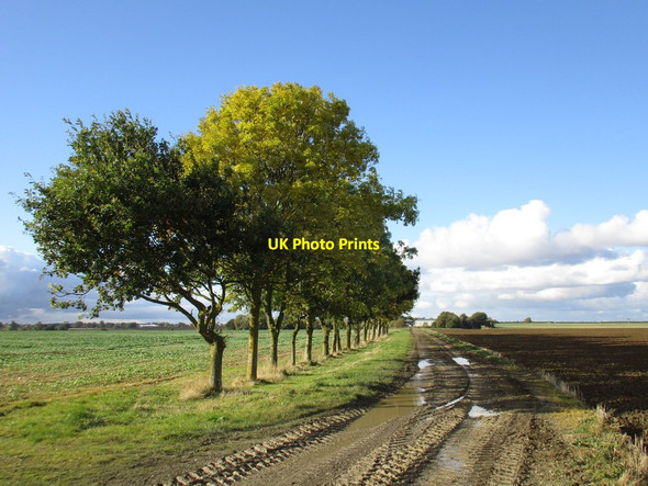 Photo 6"x4" Row of trees on the track to Barff Farm Caenby c2016