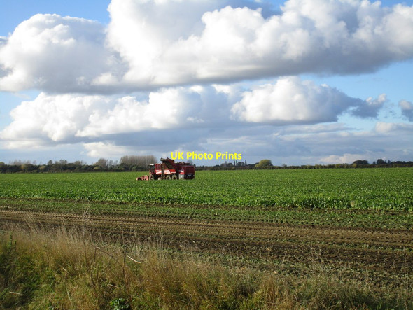 Photo 6"x4" Harvesting sugar beet Normanby-by-Spital c2016