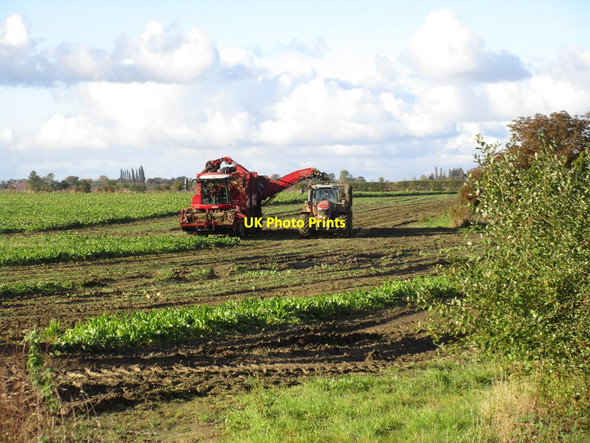 Photo 6"x4" Harvesting sugar beet Normanby-by-Spital c2016 P1