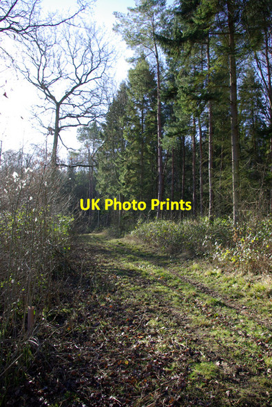 Photo 6"x4" Path in Bushy Wood Luddesdown c2007