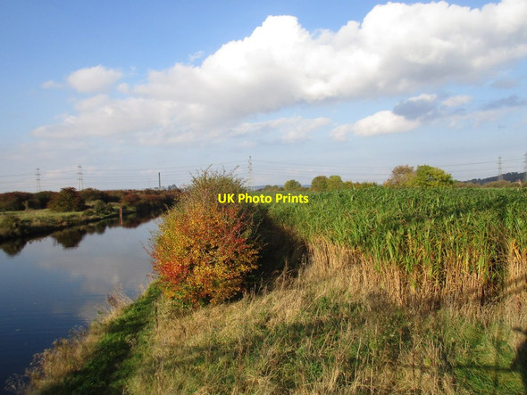 Photo 6"x4" Hawthorn and Miscanthus by the New River Ancholme Horkstow c2016