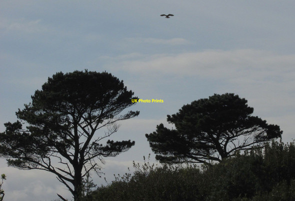 Photo 6"x4" Kestrel over Waddeton Lane Plantation Waddeton c2016