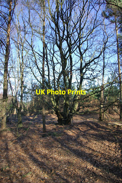 Photo 6"x4" Old coppiced tree, Hurst Wood Claygate Cross c2007