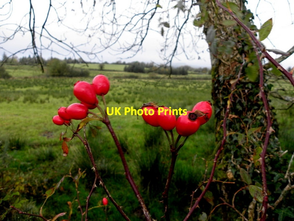 Photo 6"x4" Rose hips, Leganvy Drumquin c2016