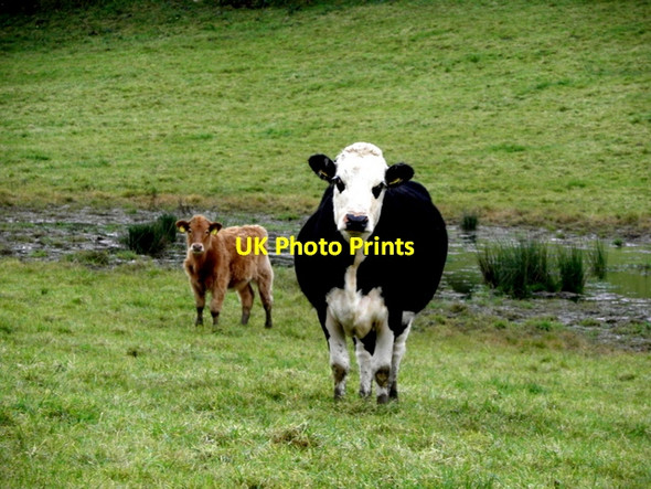 Photo 6"x4" Cow and heifer, Claraghmore Drumquin c2016