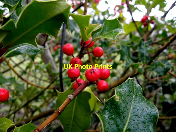 Photo 6"x4" Holly berries, Claraghmore Drumquin c2016