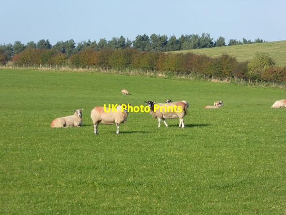 Photo 6"x4" Field of ewes at Aiketgate Aiketgate c2016