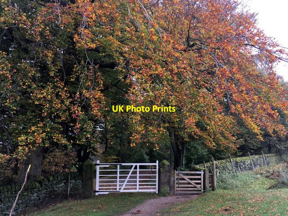 Photo 6"x4" Autumn tree at Longshaw Nether Padley c2016