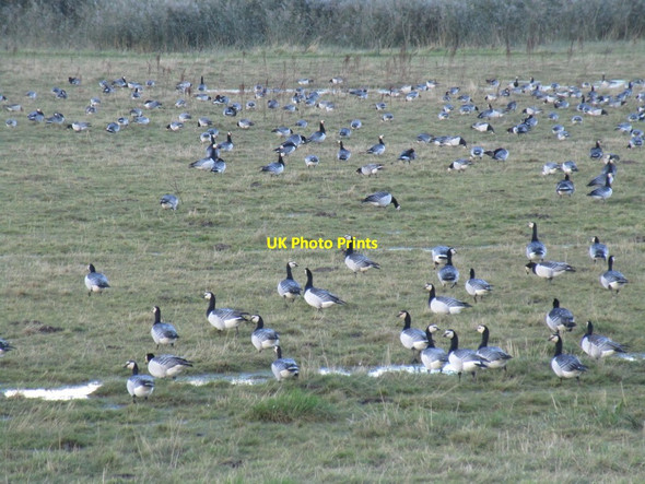 Photo 6"x4" Barnacle Geese near Whitton Ness Whitton\/SE9024 c2016