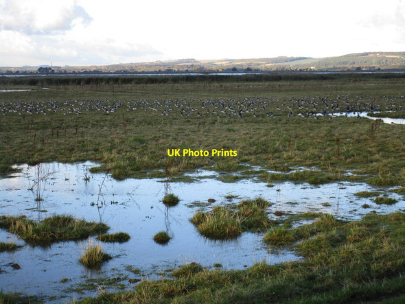 Photo 6"x4" Wash land by the Humber with Barnacle Geese Whitton\/SE9024 c2016