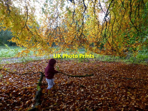 Photo 6"x4" A wee man with a big stick, Seskinore Forest Seskinore c2016