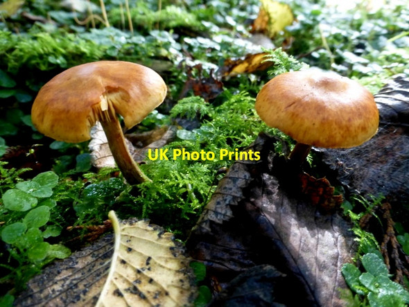 Photo 6"x4" Fungus, Seskinore Forest (7) Seskinore c2016