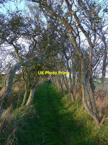 Photo 6"x4" The path from Fleurs to Paddockmyre Coldingham c2016
