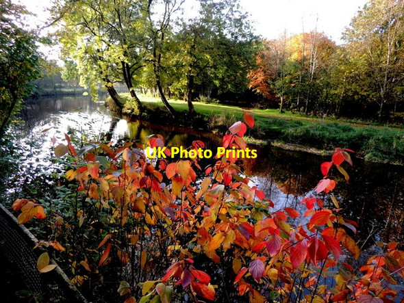 Photo 6"x4" Colourful leaves, Mullaghmore Omagh c2016