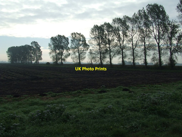 Photo 6"x4" Belt Of Trees Prickwillow c2016