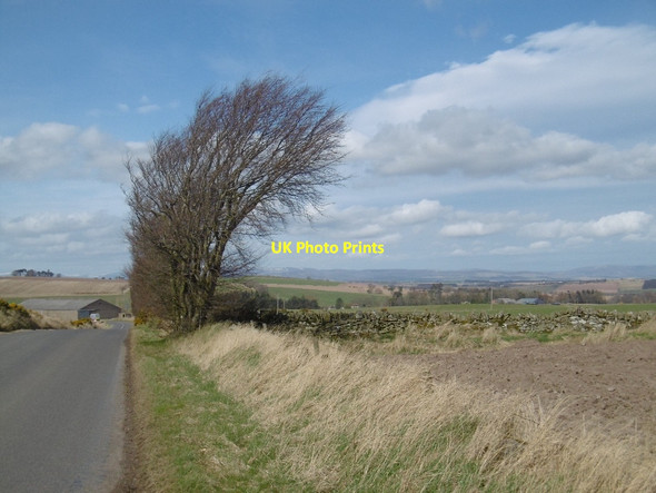 Photo 6"x4" Wind sculpted trees Cononsyth c2016
