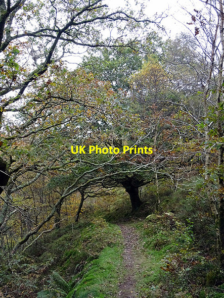 Photo 6"x4" Path above Afon Rheidol Ystumtuen c2016