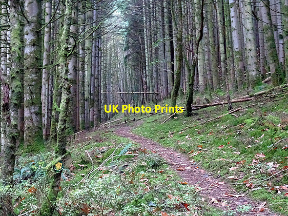 Photo 6"x4" The path to Devil's Bridge Devil's Bridge\/Pontarfynach c2016