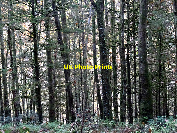Photo 6"x4" Sitka beside the path in Coed Rheidol Devil's Bridge\/Pontarfynach c2016