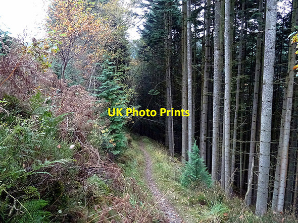 Photo 6"x4" Looking down the path into Cwm Rheidol Devil's Bridge\/Pontarfynach c2016