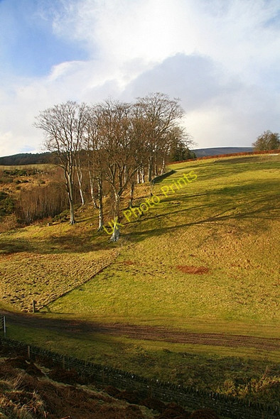 Photo 6"x4" Beech trees, Auchnacree Auchnacree c2009