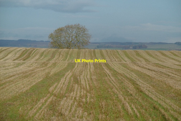 Photo 6"x4" Stubble, Upper Gothens Muirton of Ardblair c2016