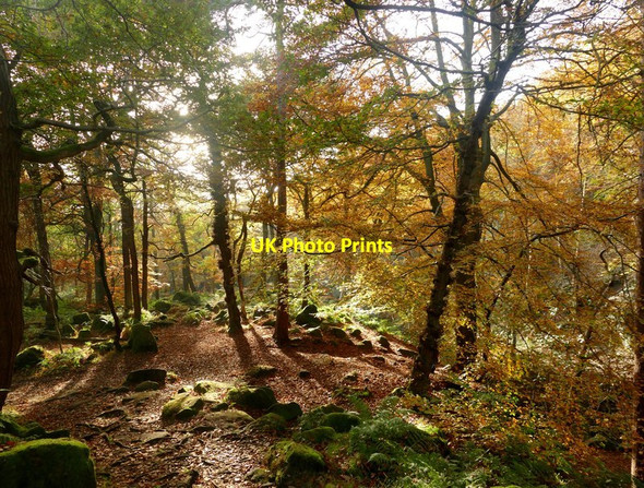 Photo 6"x4" Autumn colour in Padley Gorge Nether Padley c2016