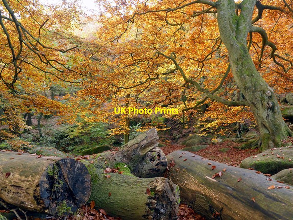 Photo 6"x4" Autumn in Padley Gorge Nether Padley c2016