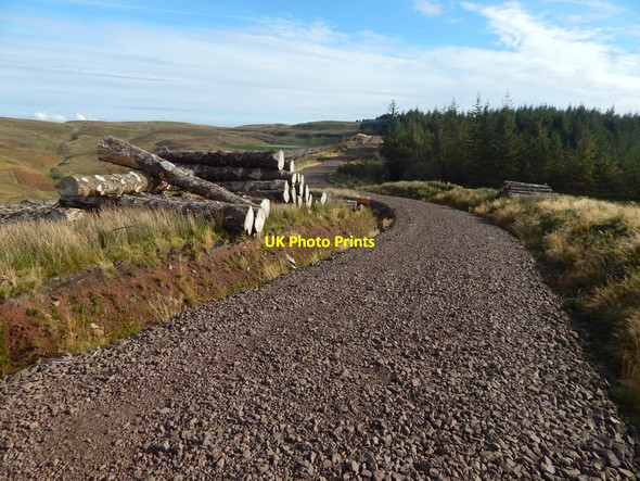 Photo 6"x4" Forestry track and timber stacks Milton\/NS4274 c2016