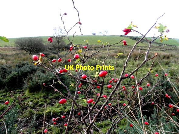 Photo 6"x4" Rose hips, Ballymullarty Victoria Bridge\/H3590 c2016