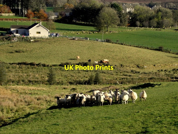 Photo 6"x4" Flock of sheep, Lisnafin Newtownstewart c2016