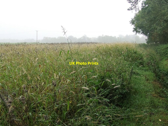 Photo 6"x4" Field Boundary Flempton c2016