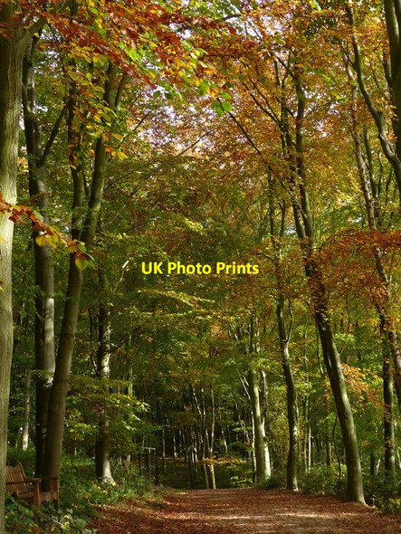 Photo 6"x4" Barnsdale Wood at Rutland Water Whitwell\/SK9208 c2016