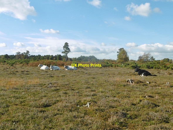 Photo 6"x4" East Holton, cattle grazing East Holton c2016