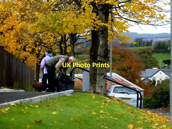 Photo 6"x4" Resident collects leaves, Drumnaforbe Drumquin c2016