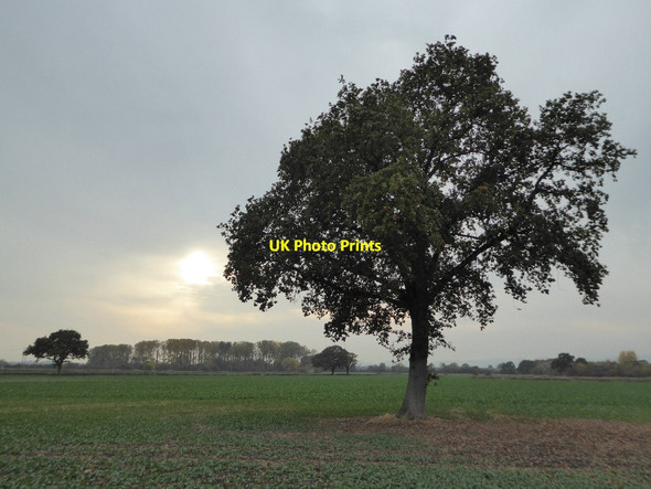 Photo 6"x4" Tree on an October afternoon Baughton c2016