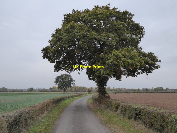 Photo 6"x4" Oak tree beside Hill Croome Road Baughton c2016