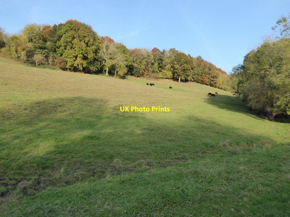 Photo 6"x4" Cattle in the Nailsworth Valley Woodchester c2016