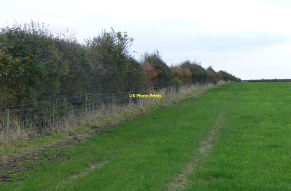 Photo 6"x4" Hedge beside pasture Berrington\/NU0043 c2016