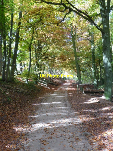 Photo 6"x4" Driveway in Woodchester Park Coaley Peak c2016