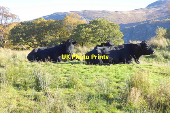 Photo 6"x4" Cattle at Manesty Grange\/NY2517 c2016