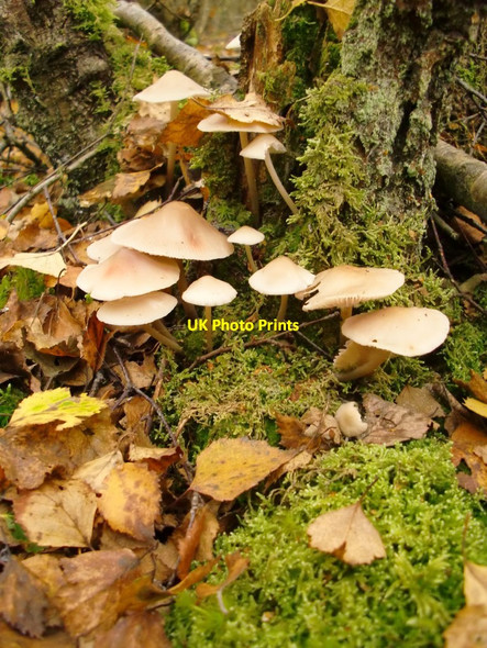 Photo 6"x4" Fungi and moss in birch woodland, Bucklebury Common Scotland\/SU5669 c2016