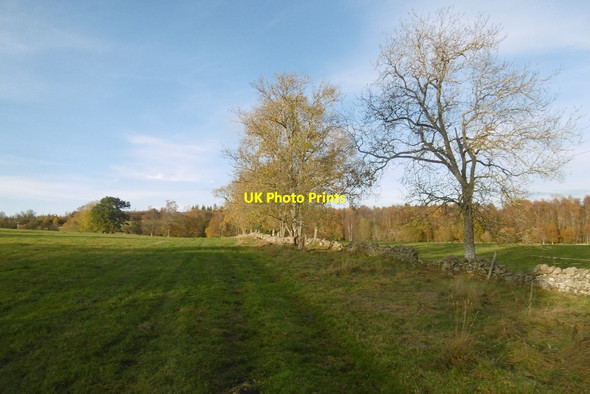 Photo 6"x4" Ashes near Kincairney Clunie\/NO1043 c2016
