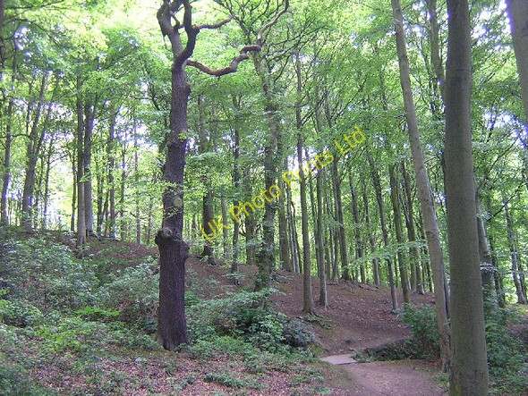 Photo 6"x4" Jerrison Wood, Esholt Yeadon c2005