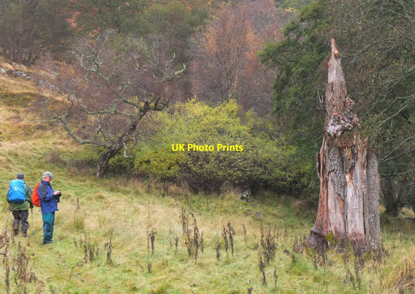 Photo 6"x4" Tree stump near the River Tilt Kirkton of Lude c2016
