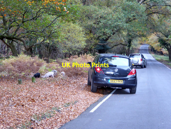 Photo 6"x4" New Forest piglets Burley Lawn c2016